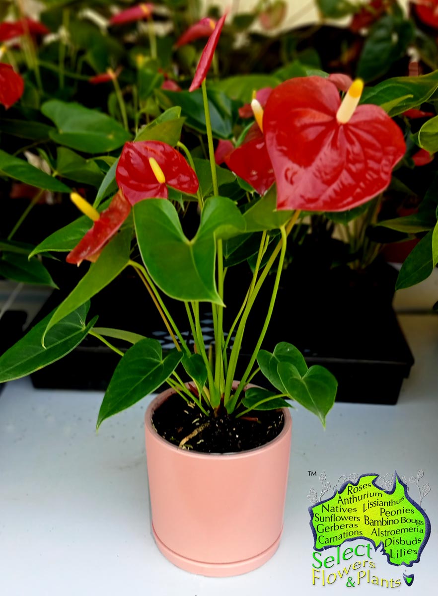 RED ANTHURIUM IN PINK PLANTER