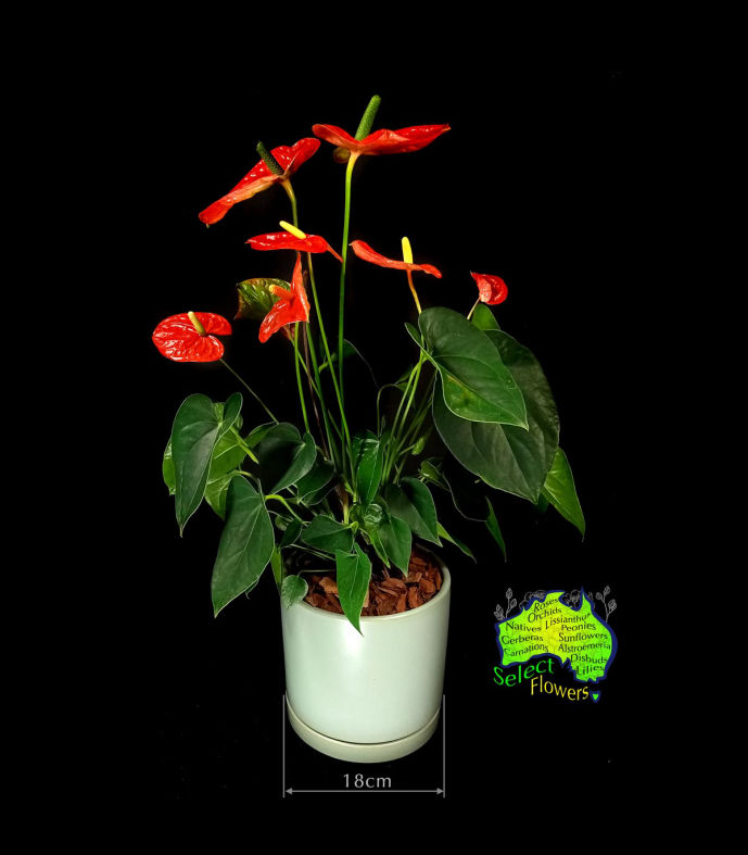 RED ANTHURIUM IN GREEN PLANTER