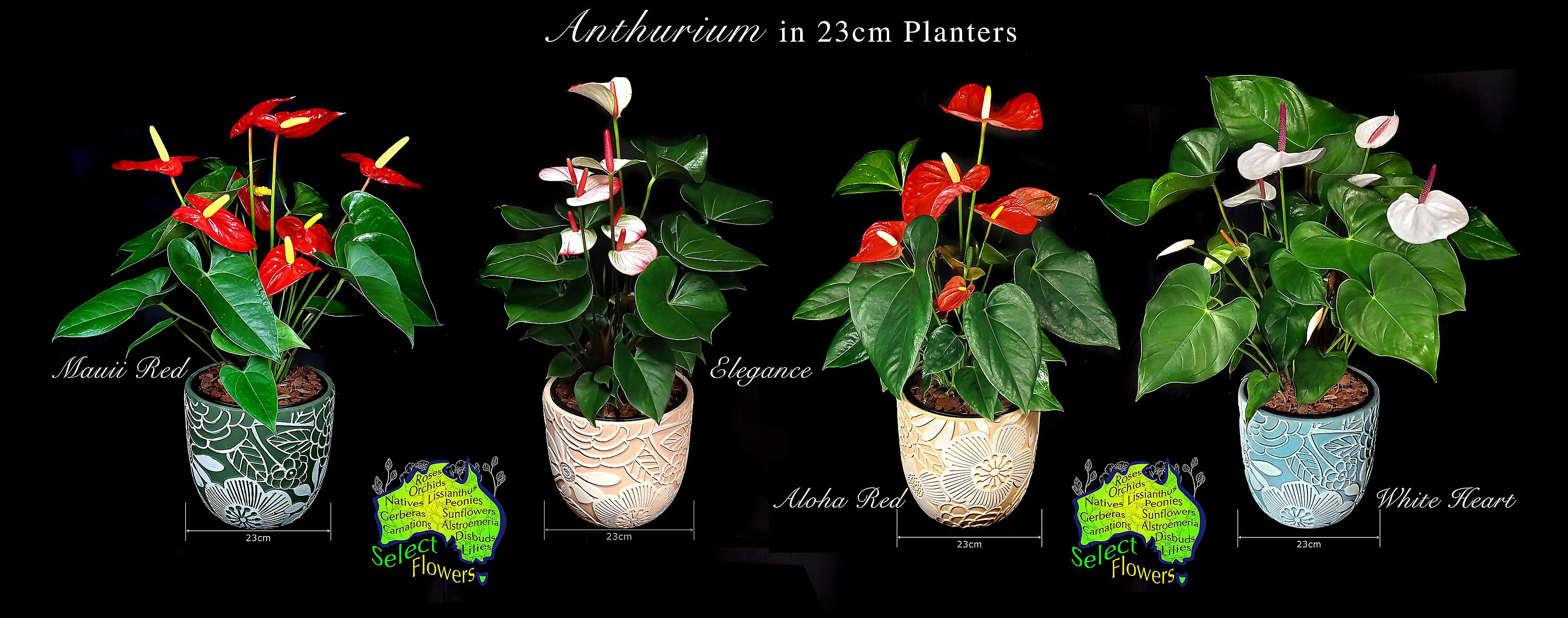 CALOUNDRA FLORIST