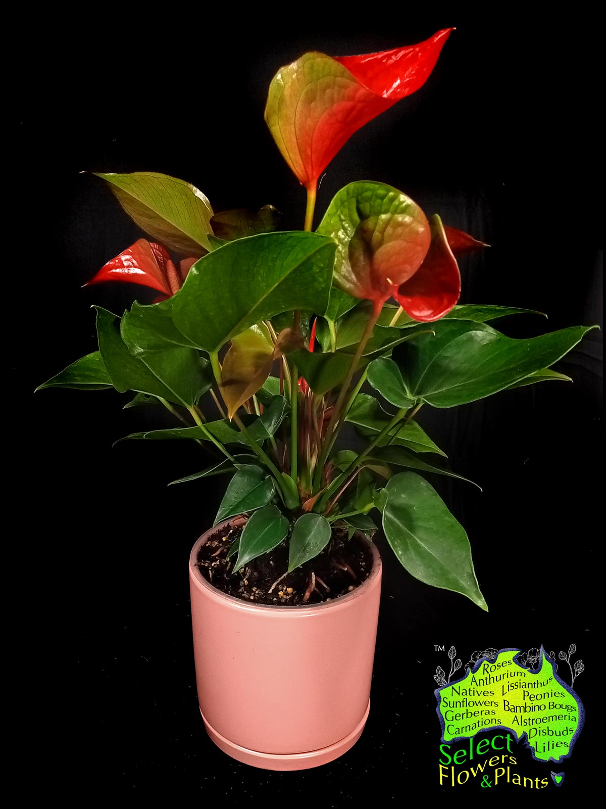 RED ANTHURIUM IN PINK PLANTER